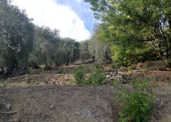 uliveto - Terreno agricolo Località Villa, Perinaldo - foto 1