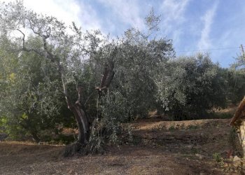 uliveto - Terreno agricolo Località Villa, Perinaldo - foto 2