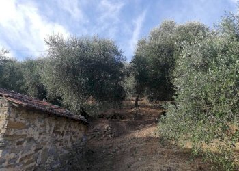 Terreno agricolo Località Villa, Perinaldo - foto 3
