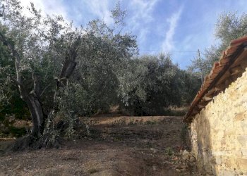 uliveto - Terreno agricolo Località Villa, Perinaldo - foto 4