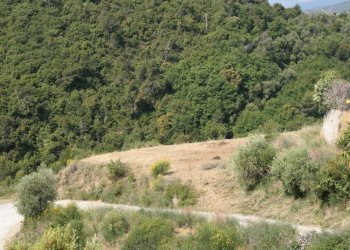 Terreno - Building land via Martinazzi, Camporosso - photo 15