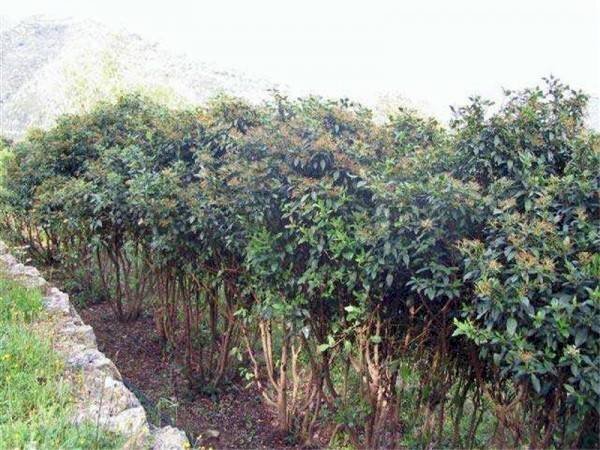 terrazza - Terreno edificabile Dolceacqua - foto 3