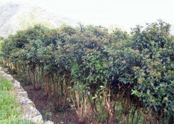 terrazza - Terreno edificabile Dolceacqua - foto 3