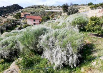 terreno - Terreno edificabile strada Gallina, 1, Bordighera - foto 6