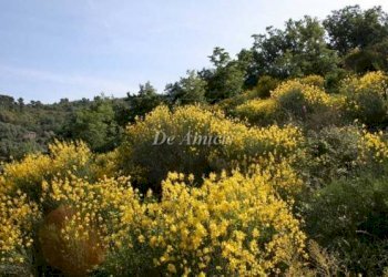 Particolare terreno - Terreno edificabile strada Provinciale 62, Dolceacqua - foto 7