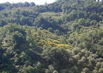 Particolare terreno - Terreno edificabile strada Provinciale 62, Dolceacqua - foto 8
