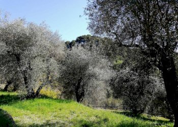 uliveto - Commercial Activity via Annunziata, 22, San Biagio della Cima - photo 15