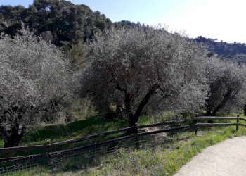 uliveto - Commercial Activity via Annunziata, 22, San Biagio della Cima - photo 16