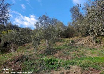 Terreno - Terreno edificabile Località Zuardo, Perinaldo - foto 8