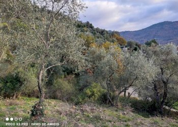 Terreno - Terreno edificabile Località Zuardo, Perinaldo - foto 11