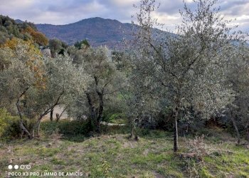 Terreno - Terreno edificabile Località Zuardo, Perinaldo - foto 13