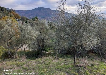 Terreno - Building land Località Zuardo, Perinaldo - photo 14