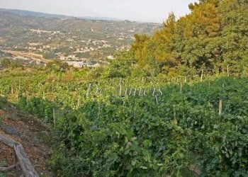 vigneto - Attività Commerciale via Fontana Rosa, 11, Imperia - foto 15