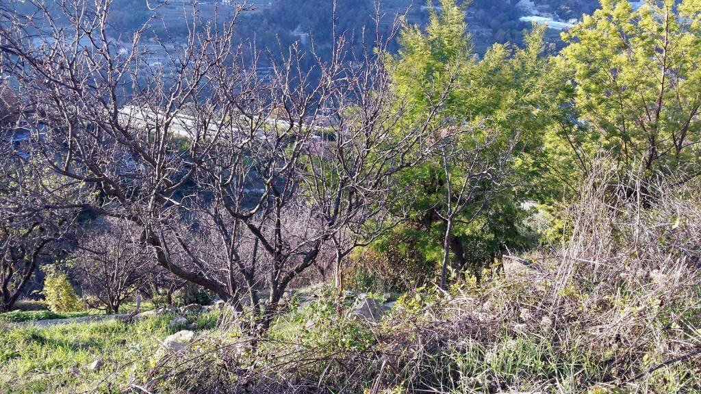 Terreno - Agricultural land Località Guraba, Vallecrosia - photo 3