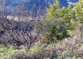 Terreno - Terreno agricolo Località Guraba, Vallecrosia - foto 3