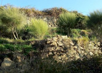 Terreno - Terreno agricolo Località Guraba, Vallecrosia - foto 4