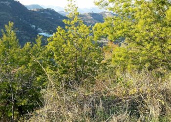 Vista - Terreno agricolo Località Guraba, Vallecrosia - foto 8