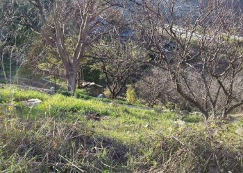 Terreno - Terreno agricolo Località Guraba, Vallecrosia - foto 9