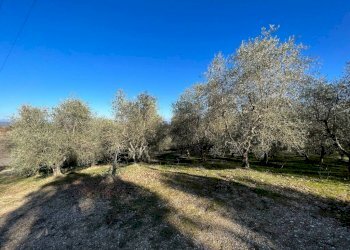 Terreno - Rustic Podere Poggio Martini, Trequanda - photo 15