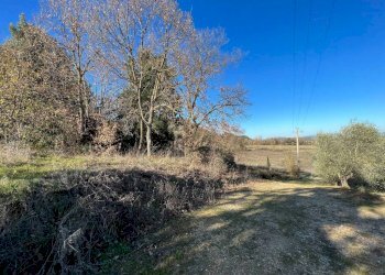 Terreno - Rustico Podere Poggio Martini, Trequanda - foto 20