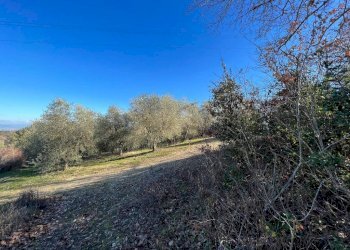 Terreno - Rustico Podere Poggio Martini, Trequanda - foto 21