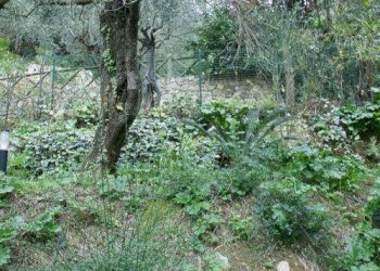 Quadrilocale Lerici - foto 6