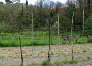 Rustic Fosdinovo - photo 8