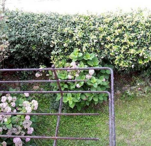 Villa Ameglia - foto 2