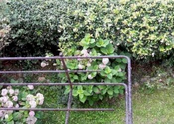 Villa Ameglia - foto 2