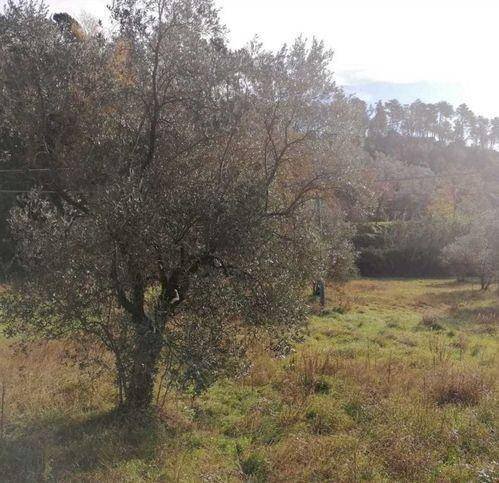 Agricultural land Sarzana - photo 1
