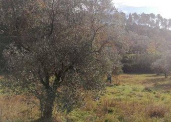 Terreno agricolo Sarzana - foto 1