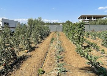 image00002.jpeg - Building land Città Sant'Angelo - photo 2