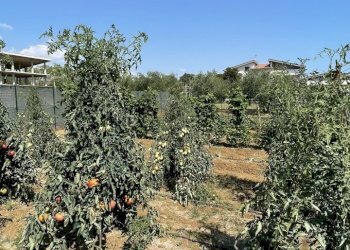 image00007.jpeg - Building land Città Sant'Angelo - photo 7