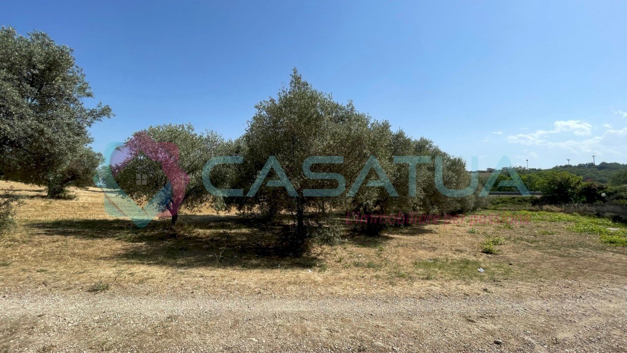 uliveto - Agricultural land Contrada Piomba 22, Silvi - photo 1