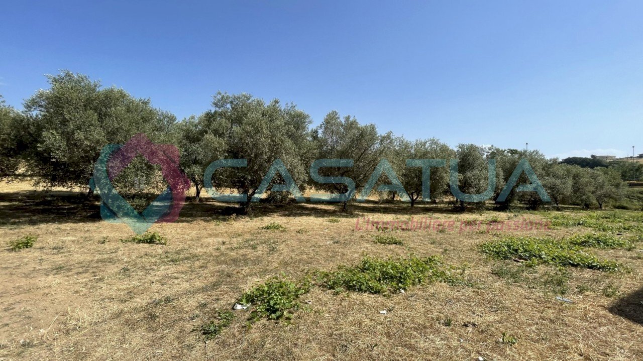 uliveto - Agricultural land Contrada Piomba 22, Silvi - photo 2