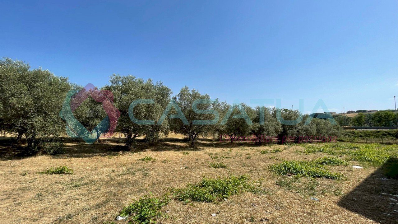 uliveto - Agricultural land Contrada Piomba 22, Silvi - photo 3