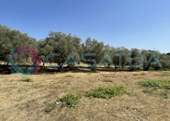 uliveto - Agricultural land Contrada Piomba 22, Silvi - photo 2