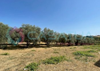 uliveto - Agricultural land Contrada Piomba 22, Silvi - photo 3