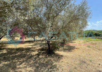 uliveto - Agricultural land Contrada Piomba 22, Silvi - photo 5