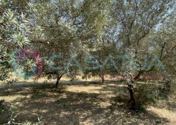 uliveto - Agricultural land Contrada Piomba 22, Silvi - photo 6