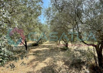 uliveto - Agricultural land Contrada Piomba 22, Silvi - photo 7