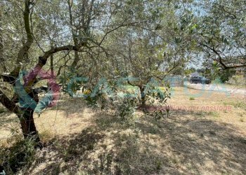 uliveto - Agricultural land Contrada Piomba 22, Silvi - photo 8