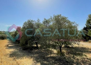 uliveto - Agricultural land Contrada Piomba 22, Silvi - photo 9