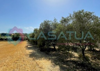 uliveto - Agricultural land Contrada Piomba 22, Silvi - photo 10