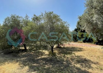 uliveto - Agricultural land Contrada Piomba 22, Silvi - photo 11