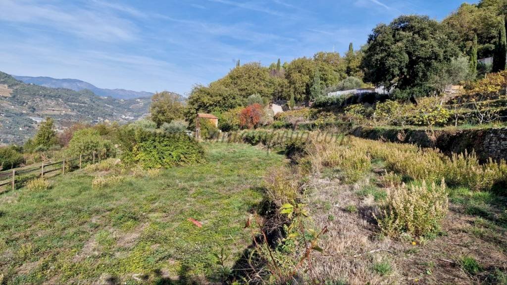 Terreno - Rustico strada maciurina, Vallebona - foto 3