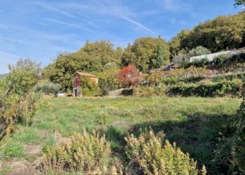 Terreno - Rustico strada maciurina, Vallebona - foto 1