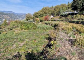 Terreno - Rustico strada maciurina, Vallebona - foto 5