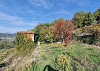 Terreno - Rustico strada maciurina, Vallebona - foto 8