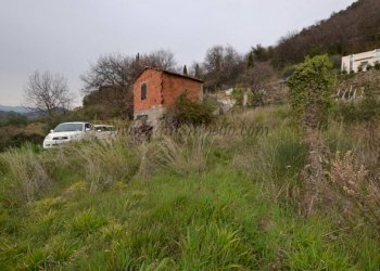 Terreno - Rustico strada maciurina, Vallebona - foto 9